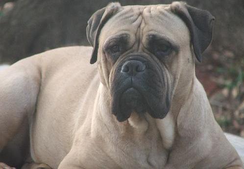 Bull Mastiff